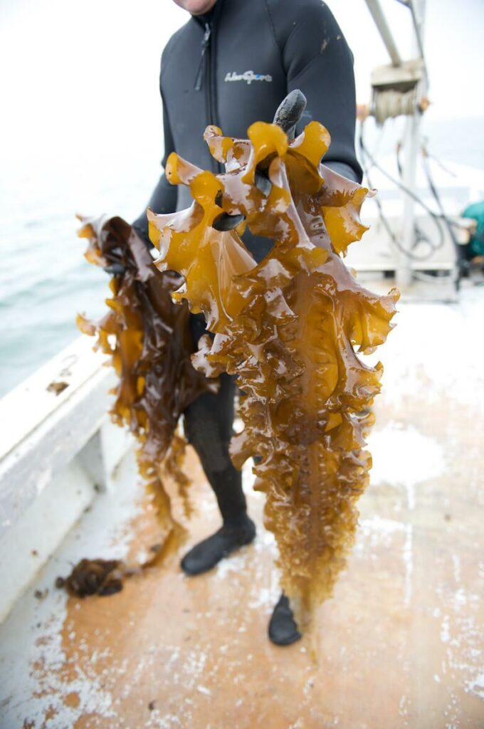 Kelp Farming
